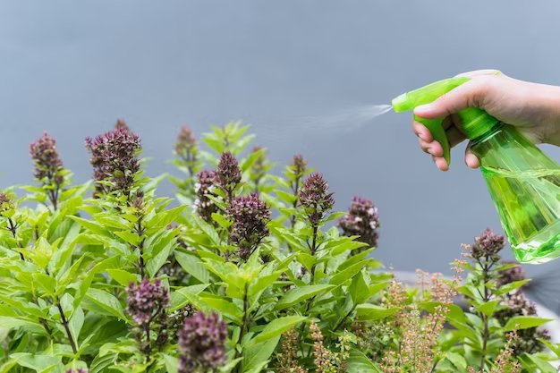 Is THCA Flower Sprayed? Examining the Spraying Conundrum - beeZbee