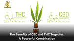 The Benefits of CBD and THC Together: A Powerful Combination - beeZbee